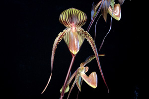 Paphiopedilum Johanna Burkhardt 'Sunlight SVO II' HCC/AOS 75 pts.